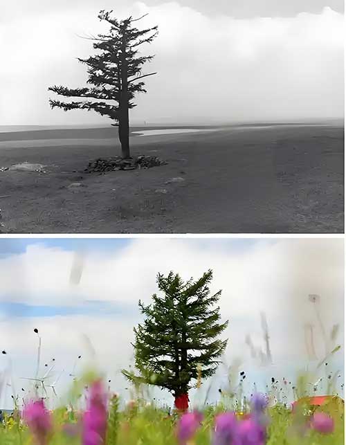 塞罕坝角色代入教学：让政治自觉扎根党员干部心田