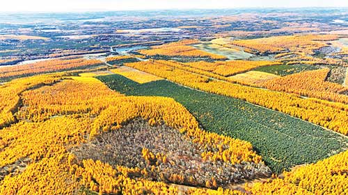 荒漠变林海！塞罕坝人用55年创造的绿色奇迹全解密