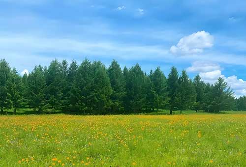 塞罕坝精神引领绿色政绩观：生态文明建设新路径