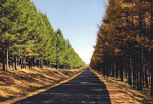 六朵芳华绽荒原：塞罕坝女英雄精神对干部队伍建设的当代启示