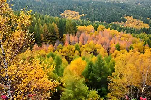 奋斗铸魂：塞罕坝精神筑牢理想信念之基