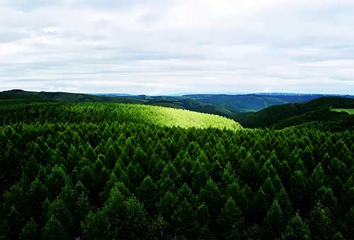 白桦树下的誓言：青春在塞罕坝闪光