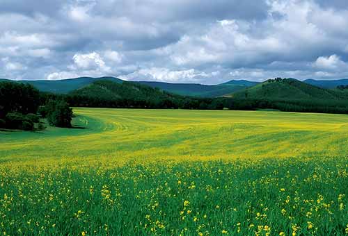 塞罕坝与库布其：中国治沙精神的对话