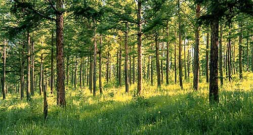 3个维度解析：塞罕坝红色基因如何锻造干部作风