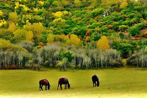 塞罕坝红色教育基地3大干部培训质量提升路径