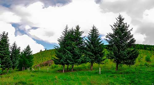 塞罕坝党建研修：3大路径筑牢理想信念根基