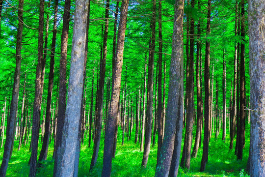 塞罕坝党建培训：行走的红色教育实验室