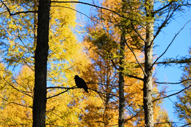 塞罕坝干部培训：听得见松涛的党性教育