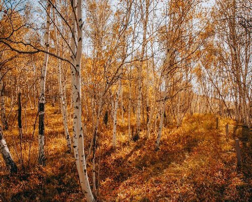 塞罕坝精神 6 大核心力量激活干部培训
