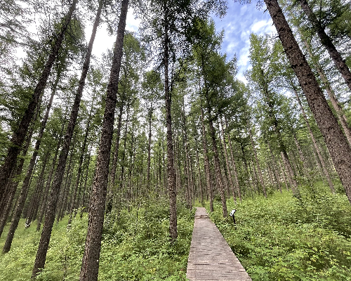 塞罕坝精神如何激发党建新活力