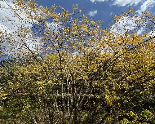 塞罕坝红色教育基地：3 大优势成高校党员干部培训优选