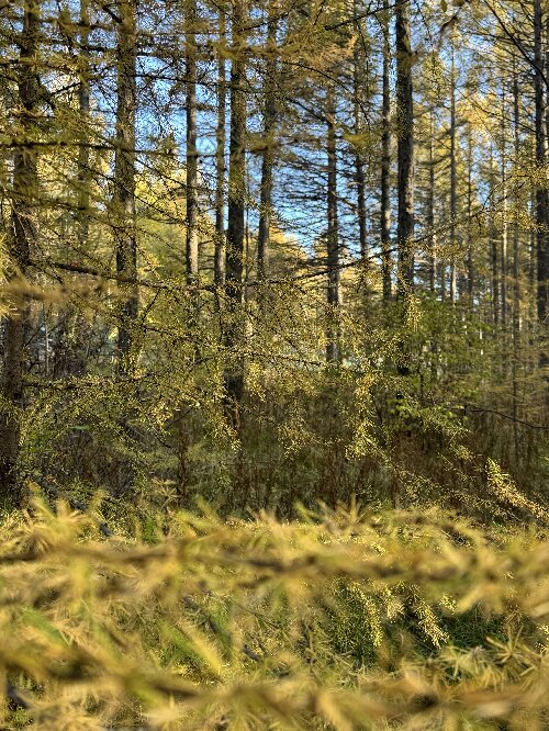 塞罕坝党建培训成效：3年作风大翻身