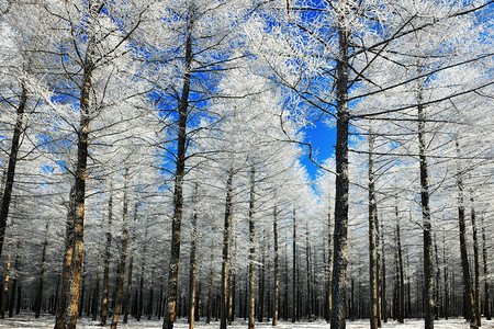 塞罕坝红色教育基地：6 大亮点成中高校党组织培训核心平台