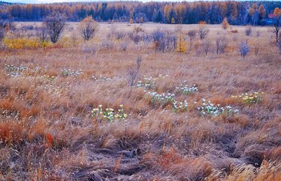 干部培训新方向：从塞罕坝智慧学危机应对