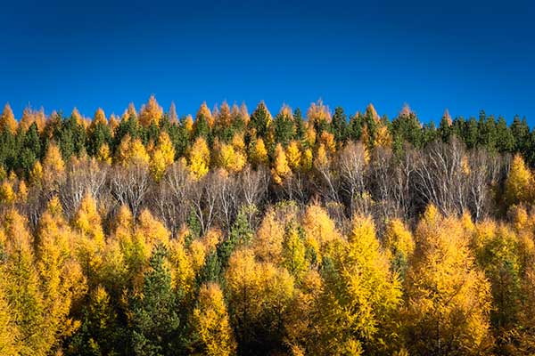 塞罕坝西柏坡双线联动 打造红色教育党建培训新范式